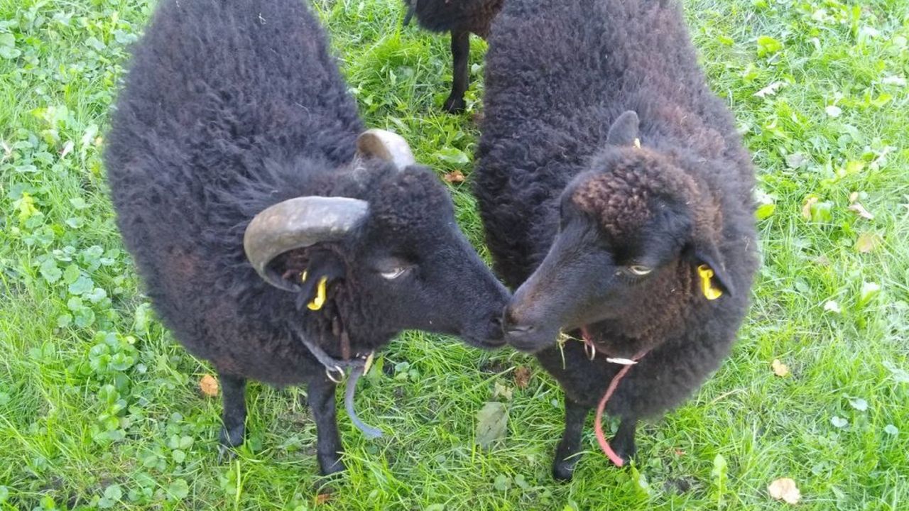 Klara und Napoleon Klara und Napoleon